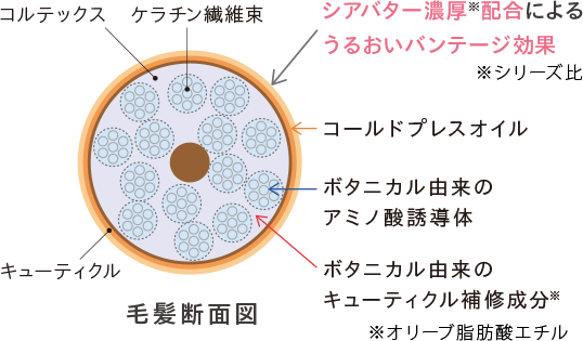 シアバター濃厚※配合によるうるおいバンテージ効果